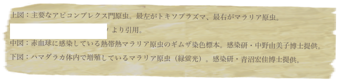 上図：主要なアピコンプレクス門原虫。最左がトキソプラズマ、最右がマラリア原虫。
http://morrissettelab.bio.uci.edu/ より引用。
中図：赤血球に感染している熱帯熱マラリア原虫のギムザ染色標本。感染研・中野由美子博士提供。
下図：ハマダラカ体内で増殖しているマラリア原虫（緑蛍光）。感染研・青沼宏佳博士提供。